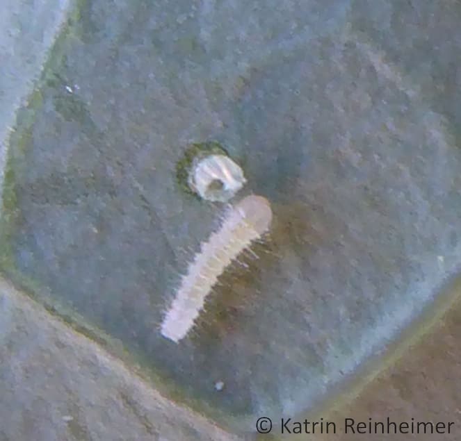 Frisch geschlüpfte Raupe des Kleinen Kohlweißlings. Frisch geschlüpfte Raupe des Kleinen Kohlweißlings.