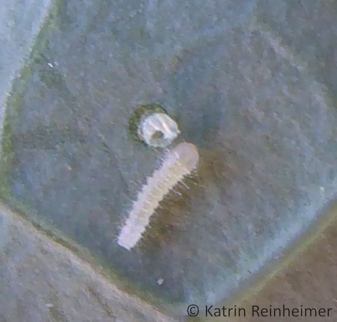 Frisch geschlüpfte Raupe des Kleinen Kohlweißlings.