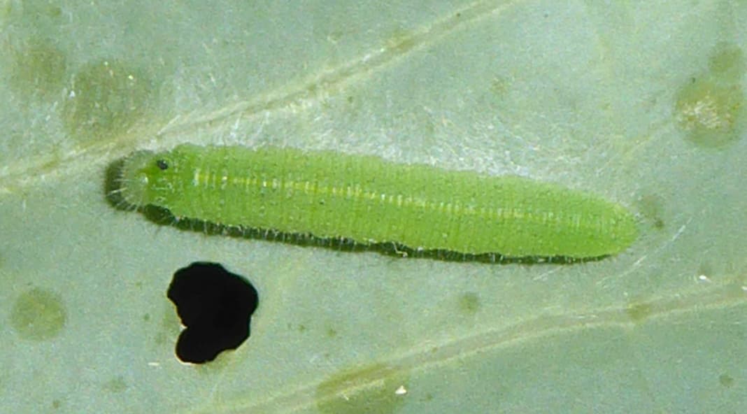 Raupe des Kleinen Kohlweißlings. Raupe des Kleinen Kohlweißlings.