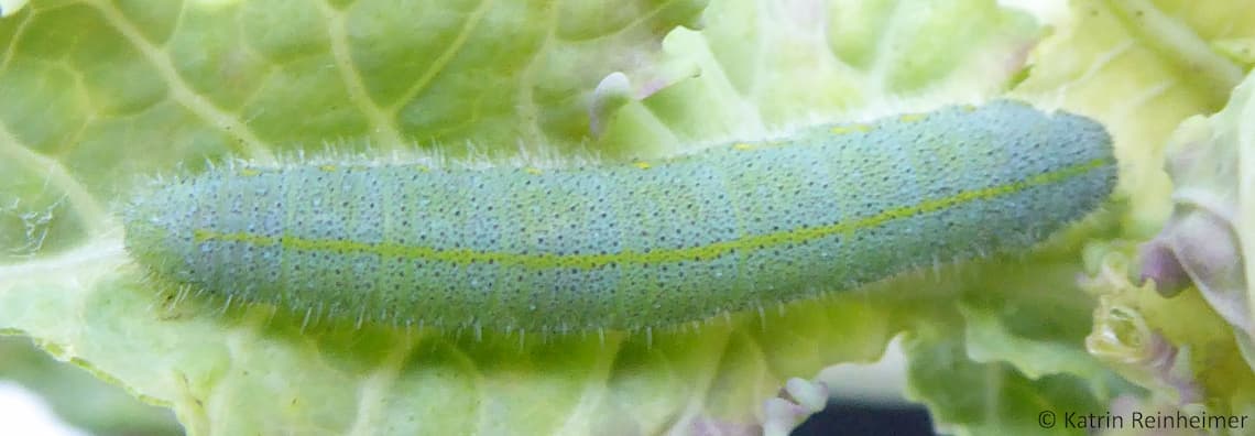 Ausgewachsene Raupe des Kleinen Kohlweißlings.