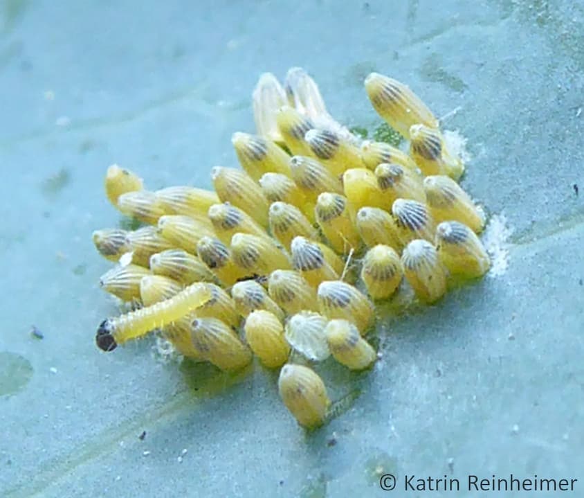 Raupen des Großen Kohlweißlings beim Schlüpfen. Raupen des Großen Kohlweißlings beim Schlüpfen.