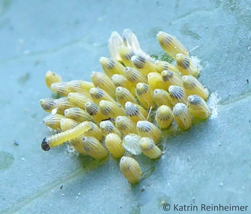 Raupen des Großen Kohlweißlings beim Schlüpfen.