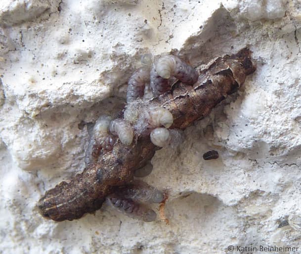 Die Larven des Parasiten haben sich innerhalb der Raupe entwickelt. Um sich zu verpuppen verlassen sie den Körper der Raupe. Die Larven des Parasiten haben sich innerhalb der Raupe entwickelt. Um sich zu verpuppen verlassen sie den Körper der Raupe.