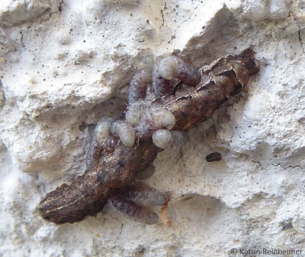 Die Larven des Parasiten haben sich innerhalb der Raupe entwickelt. Um sich zu verpuppen verlassen sie den Körper der Raupe.