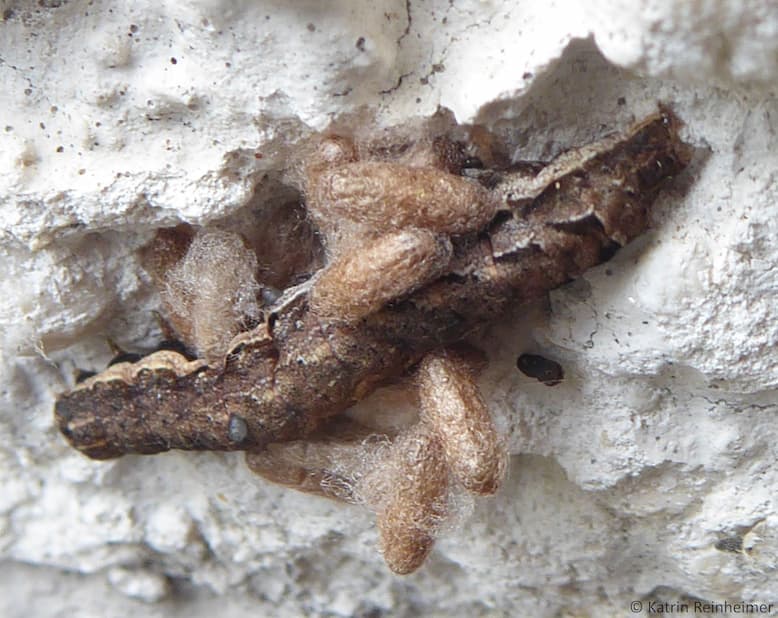Die fertigen Puppen des Parasiten neben der Raupe. Die fertigen Puppen des Parasiten neben der Raupe.