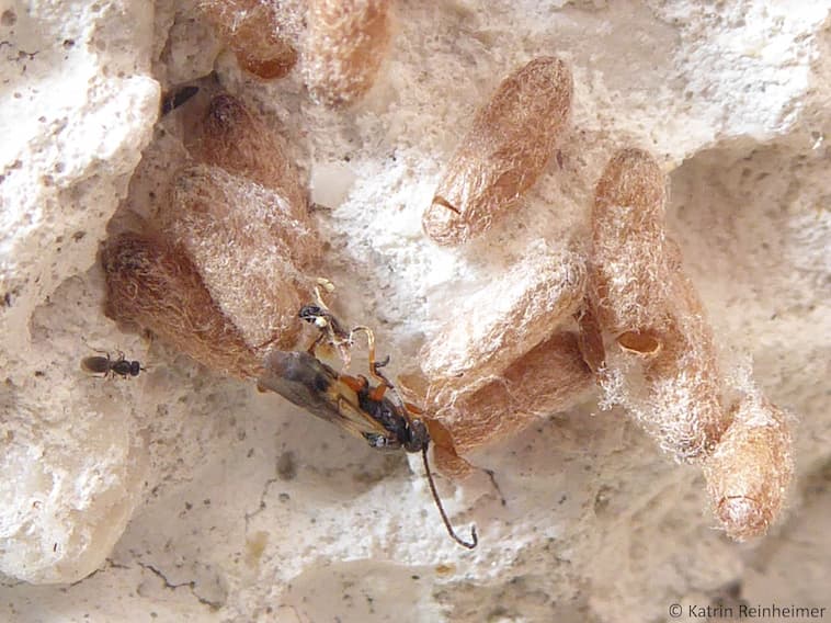 Eine der parasitären Insekten, frisch aus dem Kokon geschlüpft. Eine der parasitären Insekten, frisch aus dem Kokon geschlüpft.