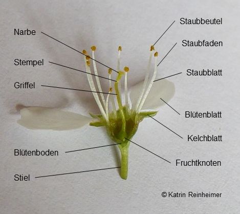 Aufbau einer Blüte am Besipiel der Schlehe.