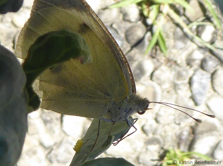 Zur Ablage der einzelnen Eier bewegt der Schmetterling seinen Hinterleib hoch und runter. Zur Ablage der einzelnen Eier bewegt der Schmetterling seinen Hinterleib hoch und runter.