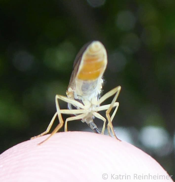 So sieht eine Schwebfliege von hinten aus.