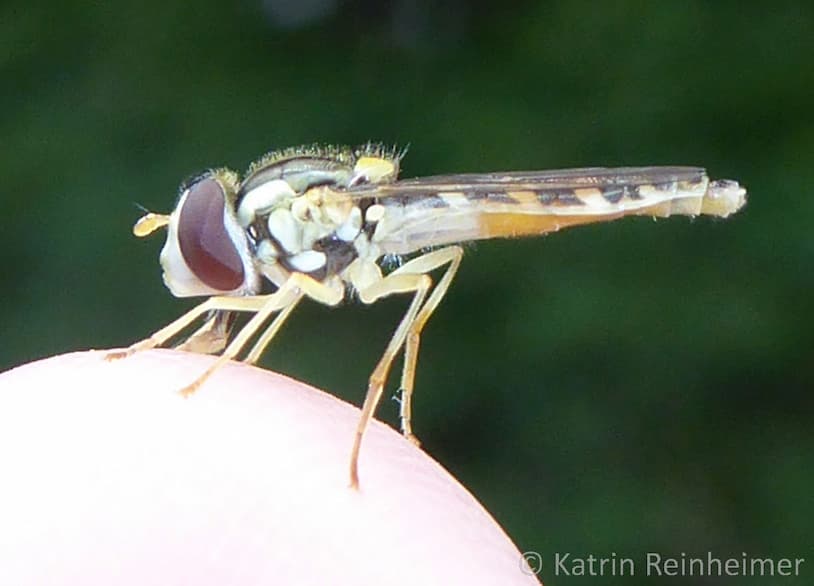 So sieht eine Schwebfliege von der Seite aus.