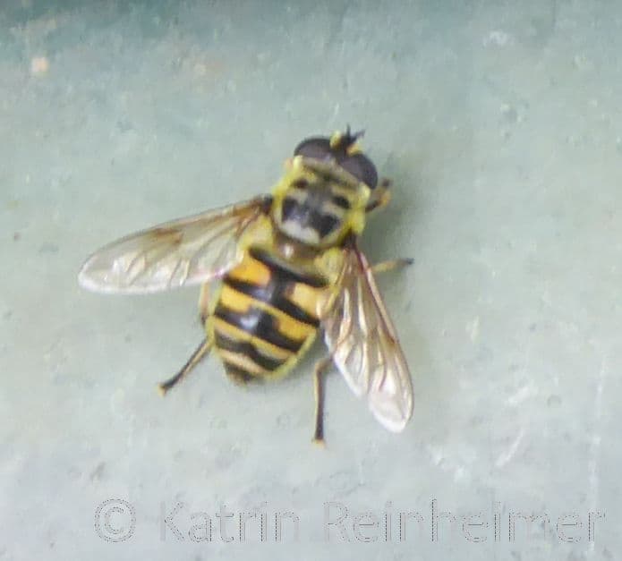 Eine Totenkopf-Schwebfliege.