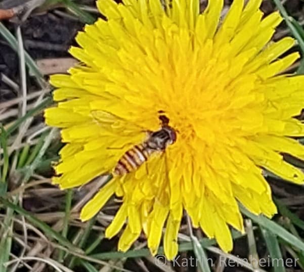 Eine Hain-Schwebfliege auf einem Löwenzahn.