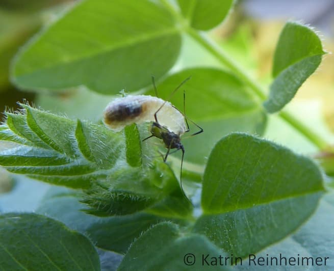 Larve einer Schwebfliege beim Aussaugen einer Blattlaus Eine Schwebfliegenlarve beim Aussaugen einer Blattlaus.
