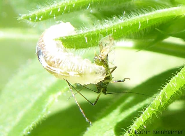 Larve einer Schwebfliege beim Aussaugen einer Blattlaus Eine Schwebfliegenlarve beim Aussaugen einer Blattlaus aus anderer Perspektive.