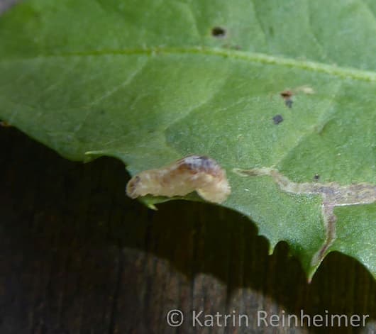 Larve einer Schwebfliege bei der Fortbewegung Eine Schwebfliegenlarve bei der Fortbewegung. Links ist vorne.