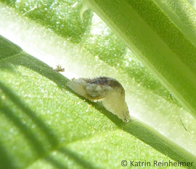 Larve einer Schwebfliege bei der Fortbewegung Eine Schwebfliegenlarve bei der Fortbewegung.