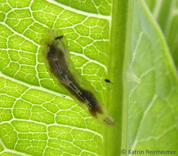 Larve einer Schwebfliege Die Larve ist transparent-weiß. Man erkennt den dunklen Darm.