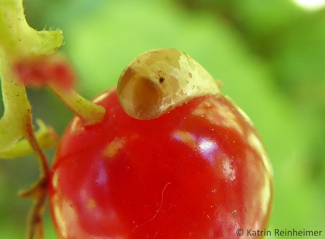 Die Puppe einer Schwebfliegenlarve, entdeckt während der Johannisbeer-Ernte.