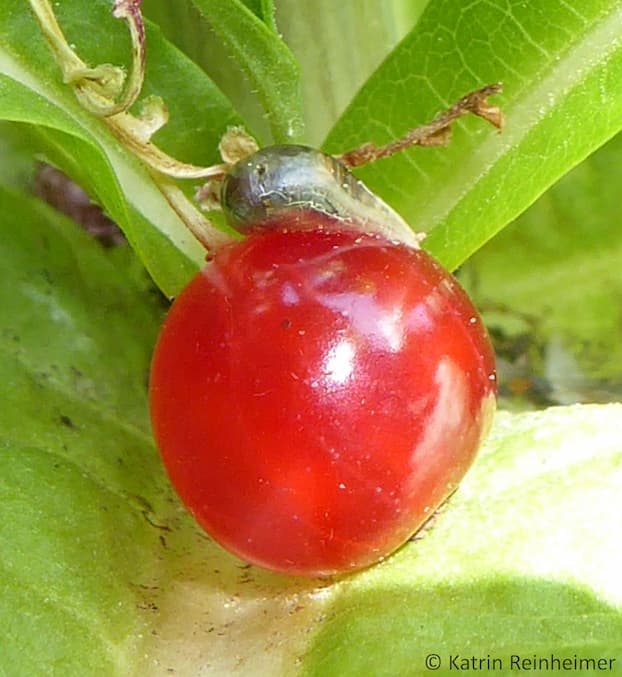 Puppe einer Schwebfliege So sieht die Puppe nach zwei Tagen aus.