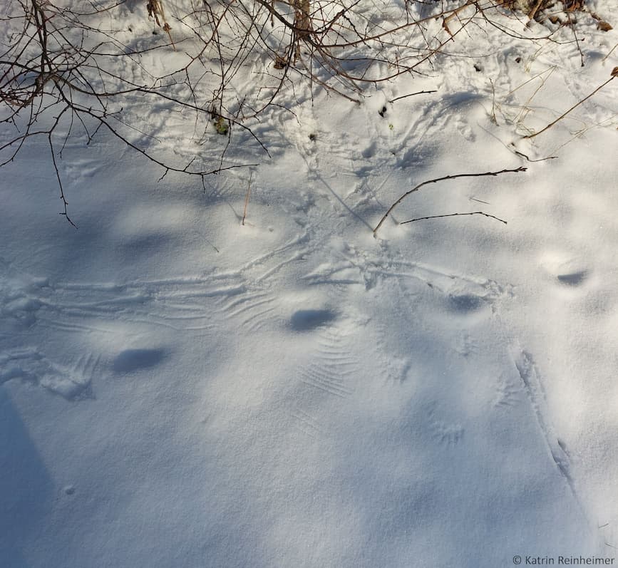 Spuren von Vögeln und Abdrücke ihrer Flügel im Schnee.