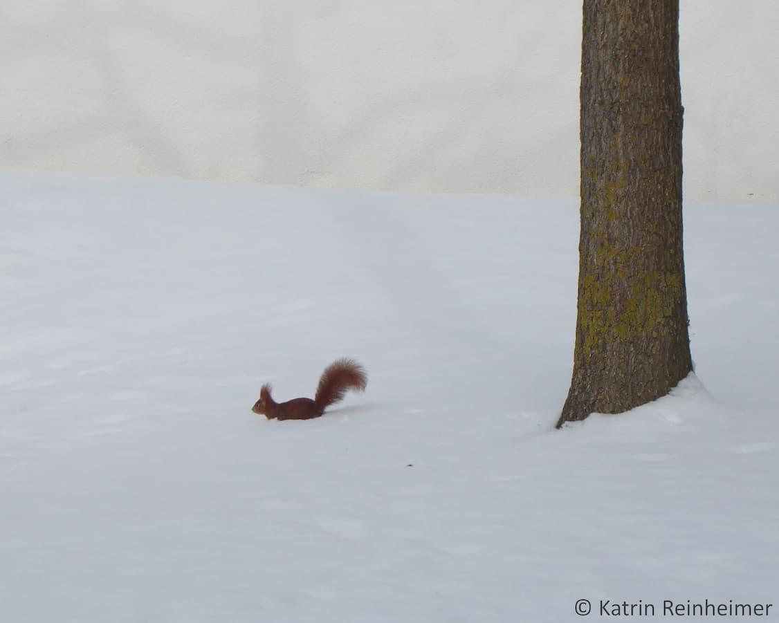Das Eichhörnchen im Schnee.