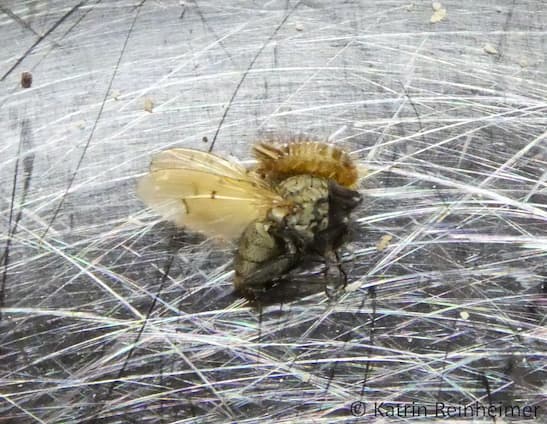 Eine Larve des Wollkrautblütenkäfers frisst eine tote Fliege Eine Larve des Wollkrautblütenkäfers frisst eine tote Fliege