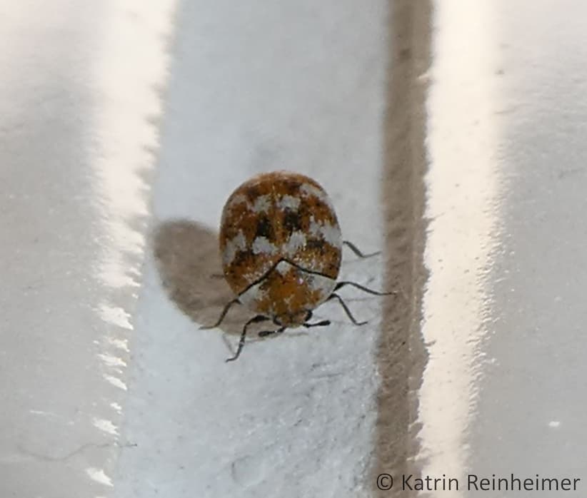 Wollkrautblütenkäfer von vorne Wollkrautblütenkäfer von vorne