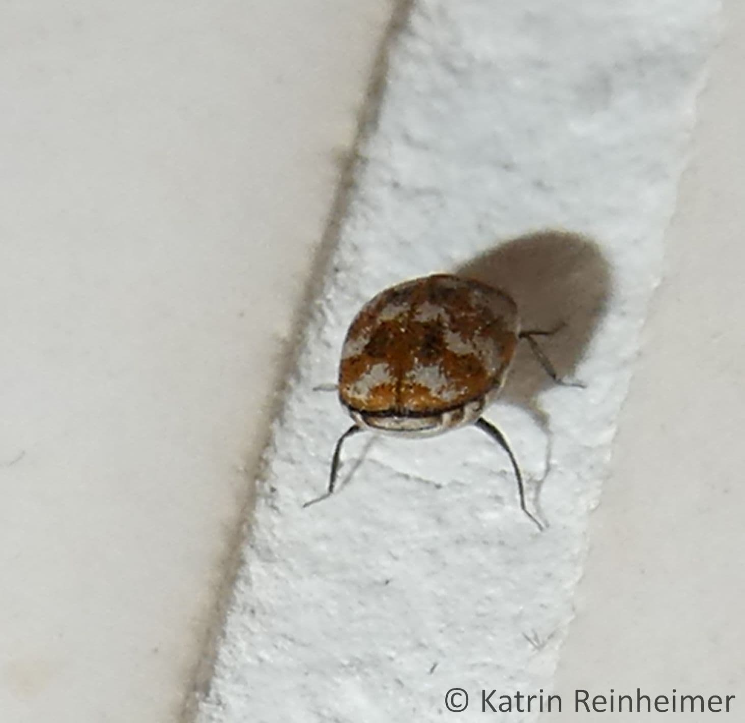 Wollkrautblütenkäfer von hinten Wollkrautblütenkäfer von hinten