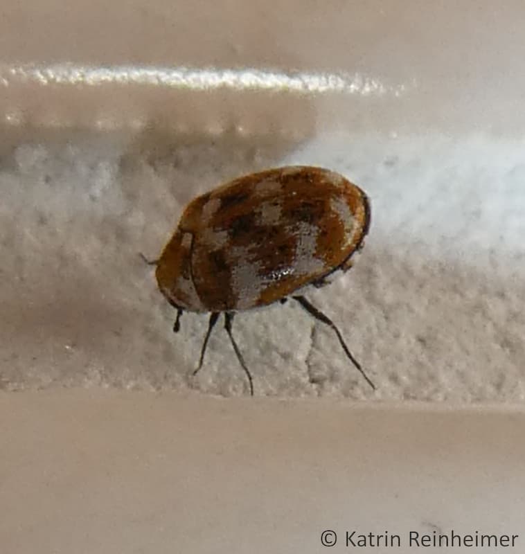 Wollkrautblütenkäfer von der Seite Wollkrautblütenkäfer von der Seite