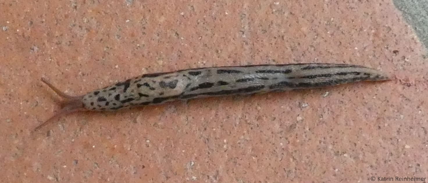 Tigerschnegel mit geflecktem Mantelschild und gestreiftem Körper.