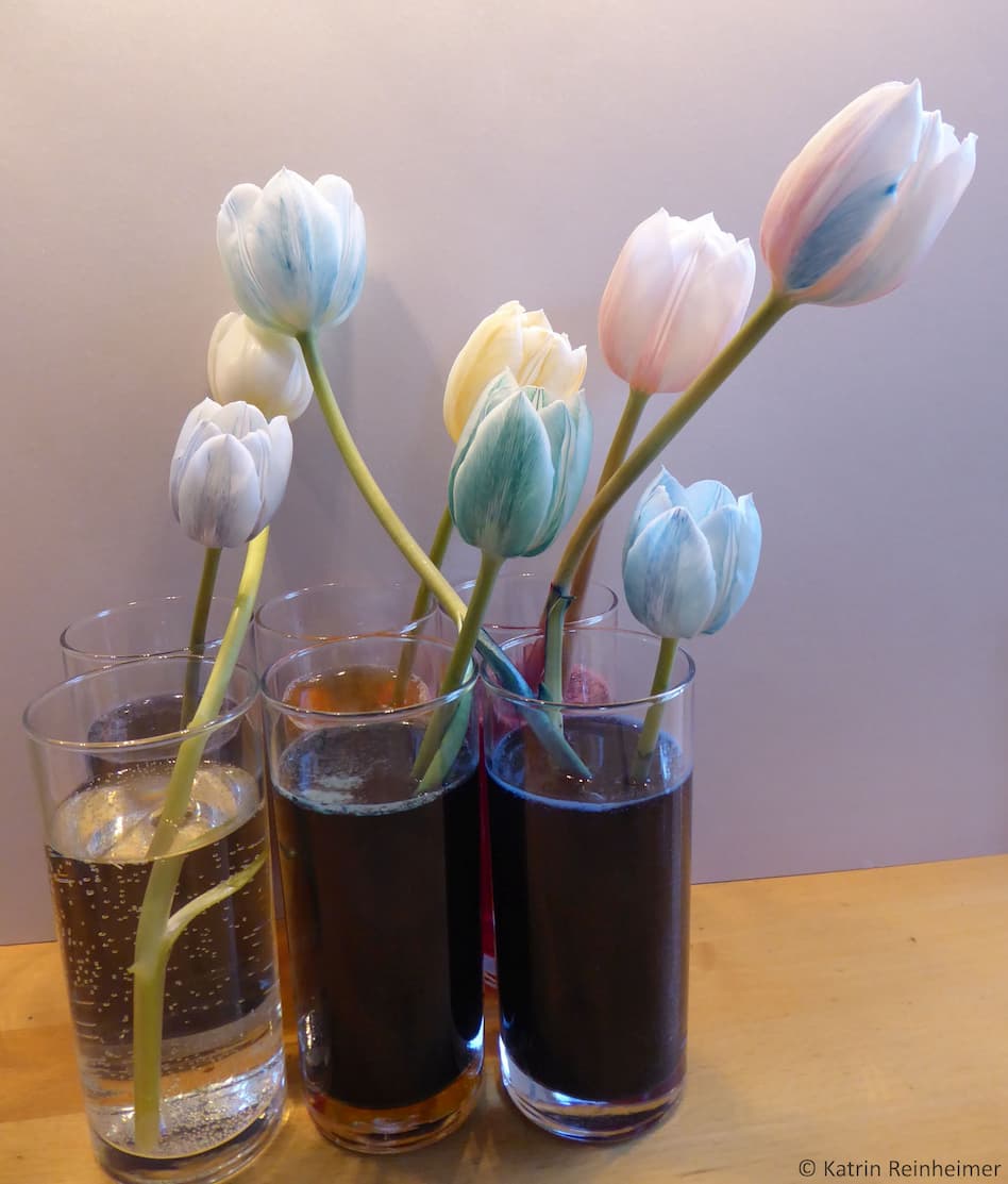 Die Tulpen nach einem Tag.