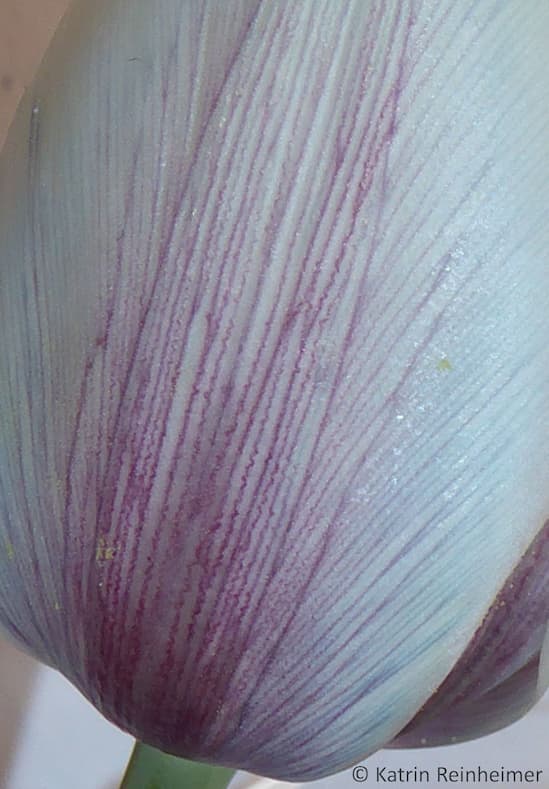Die Kapillare sind bei den gefärbten Tulpen gut zu erkennen.