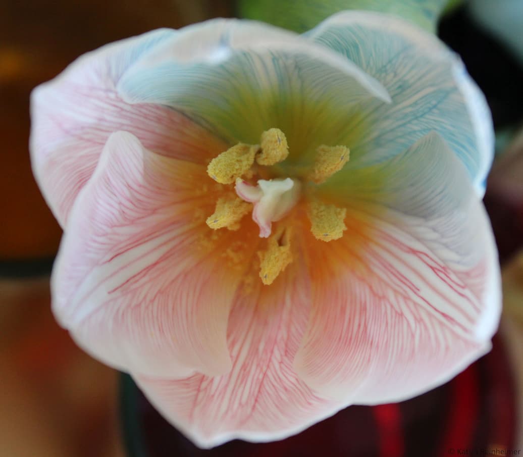 Gefärbte Tulpe