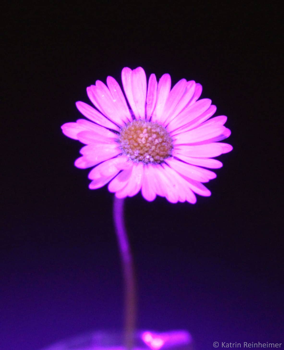 Gänseblümchen-Blüte unter UV-Licht Eine Gänseblümchen-Blüte unter UV-Licht.