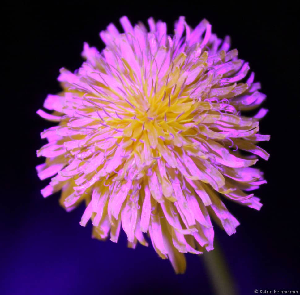 Eine Löwenzahn-Blüte unter UV-Licht.
