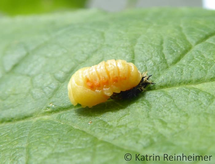 Die fertige Puppe ist noch hell gelb-orange.