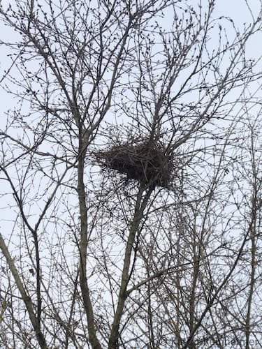 Ein Vogelnest im Winter.